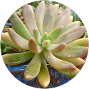 Eliane Nakahashi profile picture